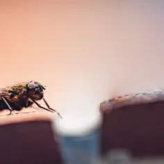 Skuteczne metody na muchy w ogrodzie – naturalne, chemiczne i profilaktyka