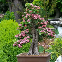 Jakie drzewko na bonsai do ogrodu? Najlepsze gatunki i pielęgnacja.