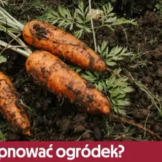 Wapno ogrodowe – kiedy stosować, by poprawić pH gleby i jakość roślin