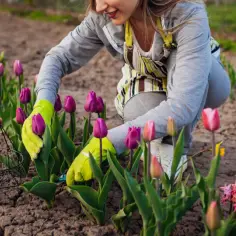 Jak sadzić tulipany w ogrodzie, by cieszyć się ich pięknem wiosną
