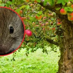 Jak pozbyć się nornic z ogrodu? Skuteczne metody, które naprawdę działają