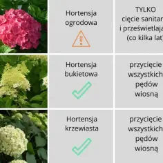 Czy hortensje ogrodowe się przycina? Dowiedz się, jak to zrobić dobrze