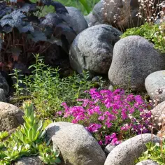 Jak zrobić skalniak w ogrodzie krok po kroku i uniknąć błędów