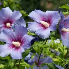Hibiskus ogrodowy – kluczowe zasady uprawy, pielęgnacji i zabezpieczania