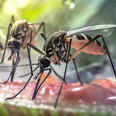 Skuteczne sposoby na komary w ogrodzie, które naprawdę działają