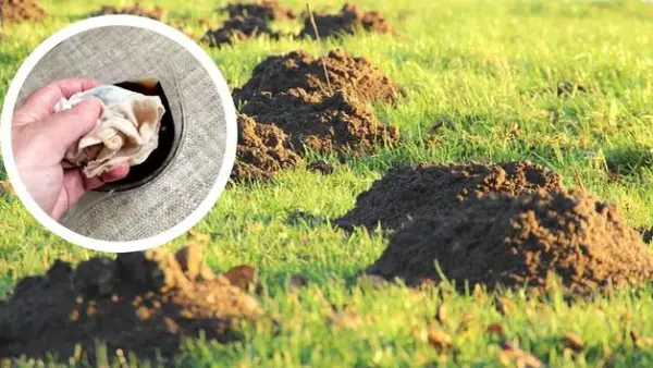 Skuteczne metody, jak pozbyć się kretów z ogrodu i ocalić trawnik