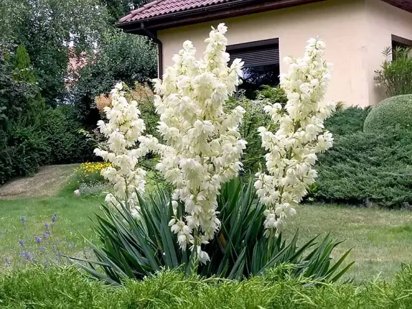 Jak pielęgnować juki ogrodowe, aby uniknąć najczęstszych błędów?